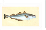Whiting, Gadus Merlangius by E. Donovan