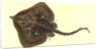 Thornback, Raia clavata by E. Donovan