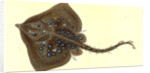Thornback, Raia clavata by E. Donovan