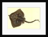 Thornback, Raia clavata by E. Donovan