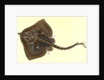 Thornback, Raia clavata by E. Donovan