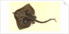 Thornback, Raia clavata by E. Donovan