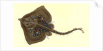 Thornback, Raia clavata by E. Donovan