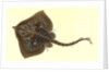 Thornback, Raia clavata by E. Donovan