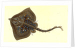 Thornback, Raia clavata by E. Donovan