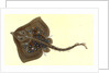 Thornback, Raia clavata by E. Donovan
