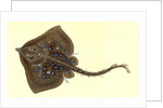 Thornback, Raia clavata by E. Donovan