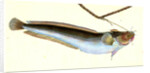 Cod, five-beared, Gadus Mustella by E. Donovan