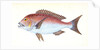 Sparus, four-toothed, Sparus dentex by E. Donovan