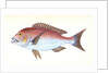 Sparus, four-toothed, Sparus dentex by E. Donovan