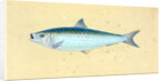 Gudgeon, Cyprinus Gobio by E. Donovan