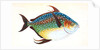 Opah, or King-fish, Zeus Luna by E. Donovan