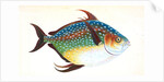 Opah, or King-fish, Zeus Luna by E. Donovan