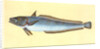 Hake, Gadus Merluccius by E. Donovan