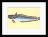 Hake, Gadus Merluccius by E. Donovan