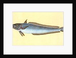 Hake, Gadus Merluccius by E. Donovan