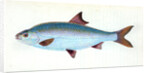 Pilchard,Clupea pilcardus by E. Donovan