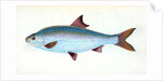 Pilchard,Clupea pilcardus by E. Donovan