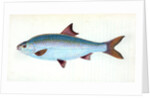 Pilchard,Clupea pilcardus by E. Donovan