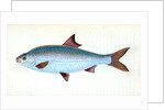 Pilchard,Clupea pilcardus by E. Donovan