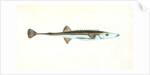 Smelt, Salmo eperlanus by E. Donovan