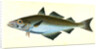 Pollack, Gadus Pollachius, 1802 by E. Donovan