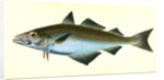 Pollack, Gadus Pollachius, 1802 by E. Donovan