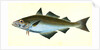 Pollack, Gadus Pollachius, 1802 by E. Donovan