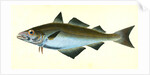 Pollack, Gadus Pollachius, 1802 by E. Donovan