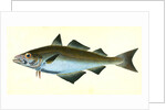 Pollack, Gadus Pollachius, 1802 by E. Donovan