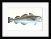 Common Cod-fish, Gadus Morhua by E. Donovan