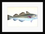 Common Cod-fish, Gadus Morhua by E. Donovan