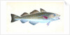 Common Cod-fish, Gadus Morhua by E. Donovan