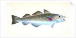 Common Cod-fish, Gadus Morhua by E. Donovan