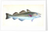 Common Cod-fish, Gadus Morhua by E. Donovan