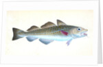 Common Cod-fish, Gadus Morhua by E. Donovan