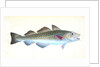 Common Cod-fish, Gadus Morhua by E. Donovan
