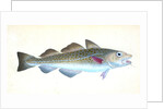 Common Cod-fish, Gadus Morhua by E. Donovan