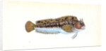 Gattorugine Blenny, Blennius Gattorugine by E. Donovan