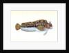 Gattorugine Blenny, Blennius Gattorugine by E. Donovan