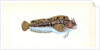 Gattorugine Blenny, Blennius Gattorugine by E. Donovan