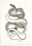 Eutania vagrans, The Large-headed Striped Snake. [?] by George Suckley