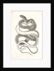Eutania vagrans, The Large-headed Striped Snake. [?] by George Suckley