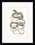 Eutania vagrans, The Large-headed Striped Snake. [?] by George Suckley