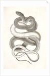Eutania vagrans, The Large-headed Striped Snake. [?] by George Suckley