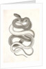 Eutania vagrans, The Large-headed Striped Snake. [?] by George Suckley