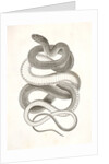 Eutania vagrans, The Large-headed Striped Snake. [?] by George Suckley