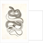 Eutania vagrans, The Large-headed Striped Snake. [?] by George Suckley