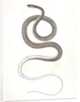 Eutania faireyi, young, Prairie Water Snake by George Suckley