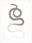 Eutania faireyi, young, Prairie Water Snake by George Suckley